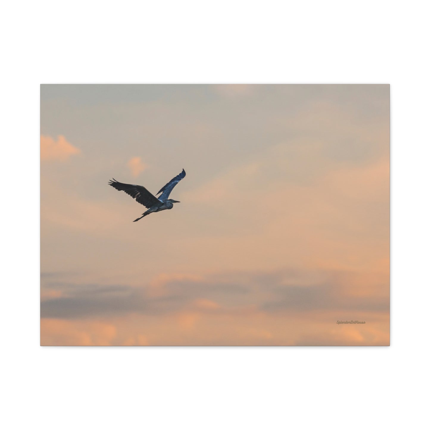 Bird, Matte Canvas, Stretched, 1.25"