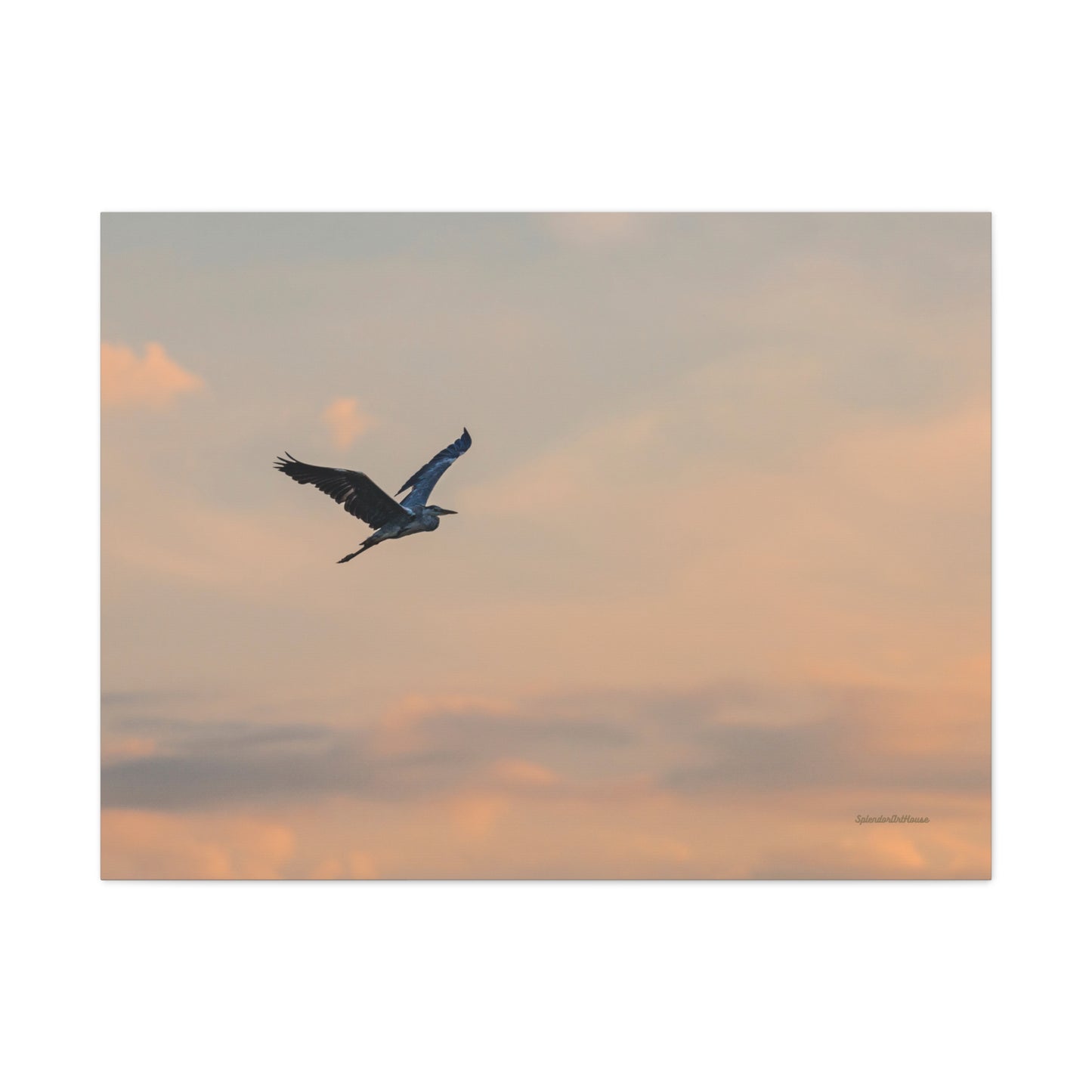 Bird, Matte Canvas, Stretched, 1.25"