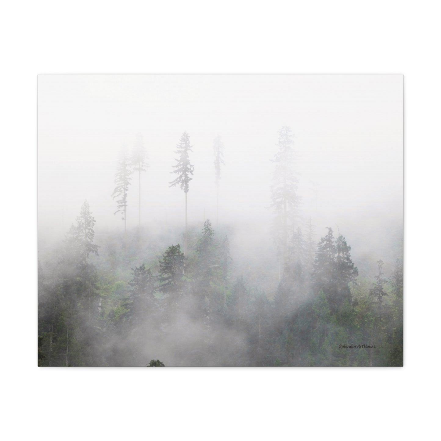 Forest, Matte Canvas, Stretched, 1.25"
