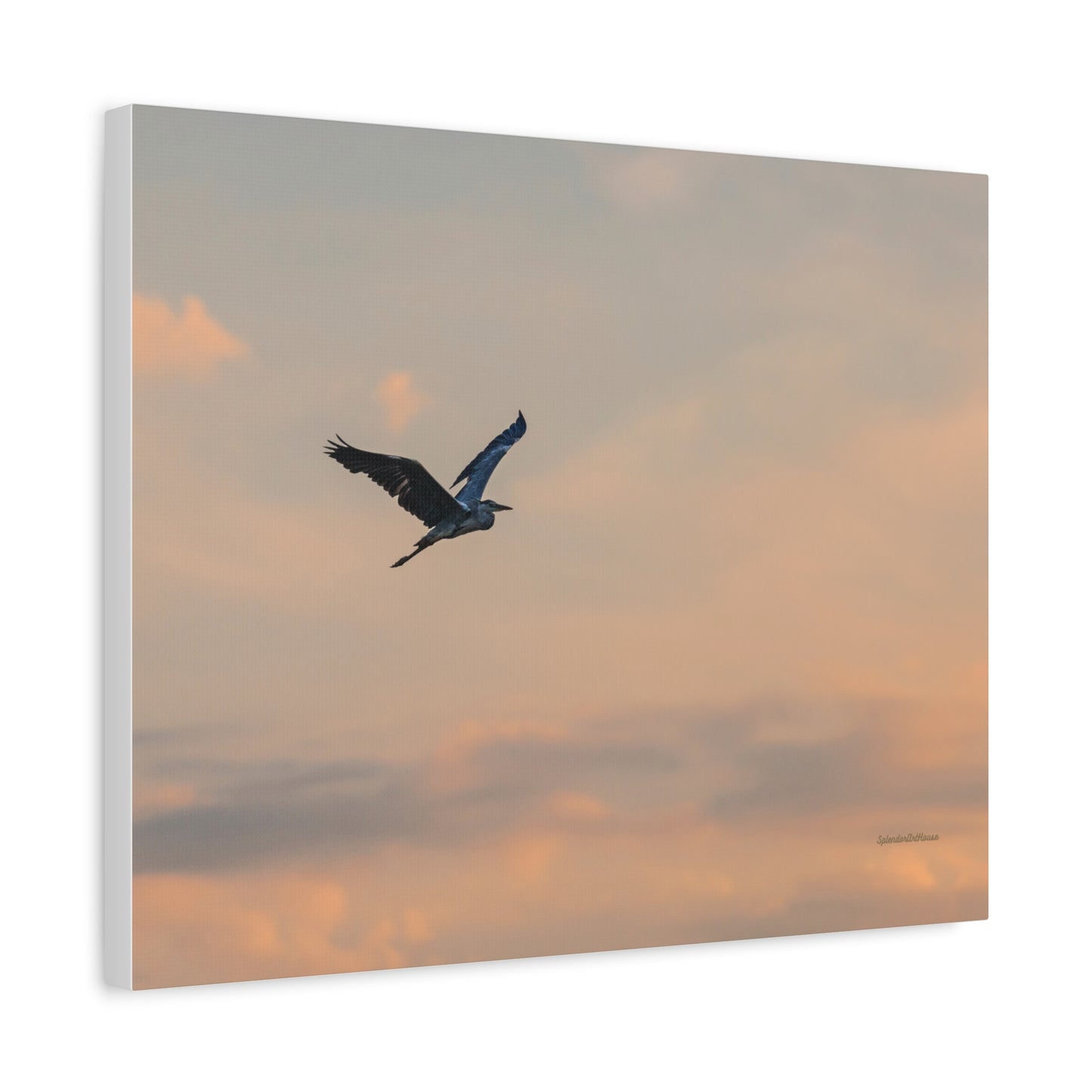 Bird, Matte Canvas, Stretched, 1.25"