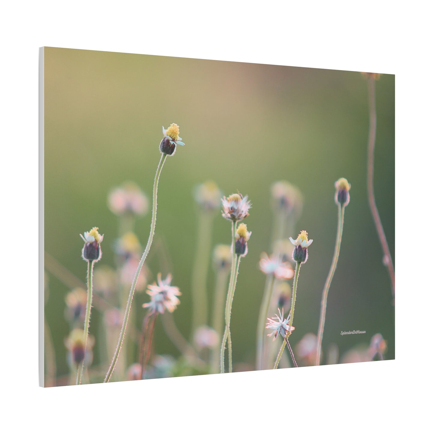 Floral, Matte Canvas, Stretched, 1.25"