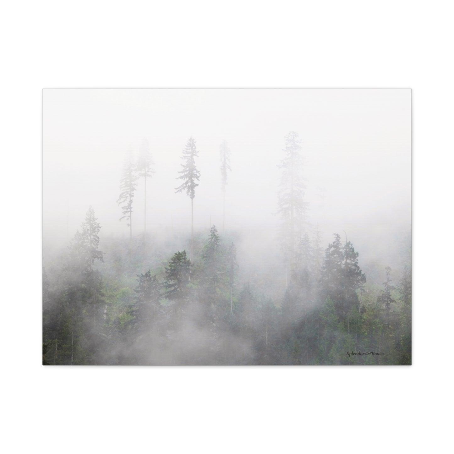 Forest, Matte Canvas, Stretched, 1.25"
