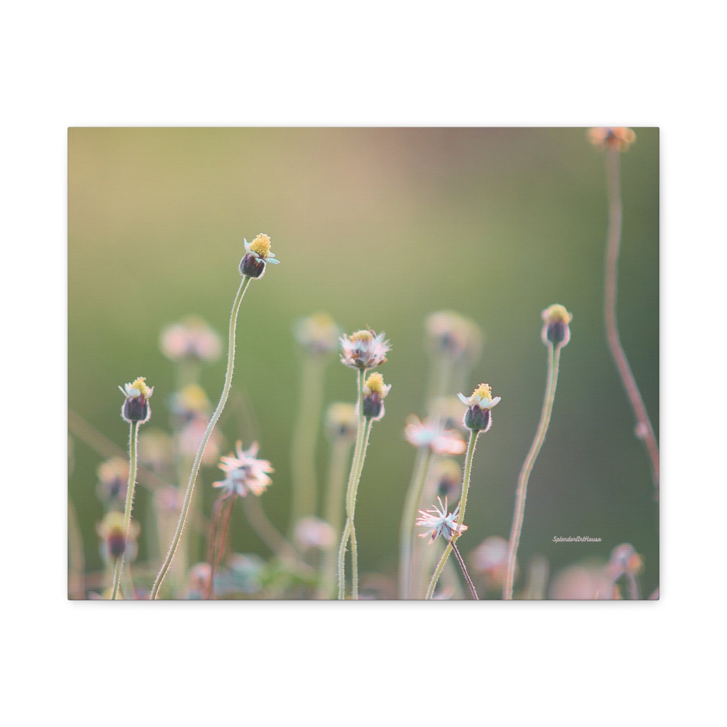 Floral, Matte Canvas, Stretched, 1.25"