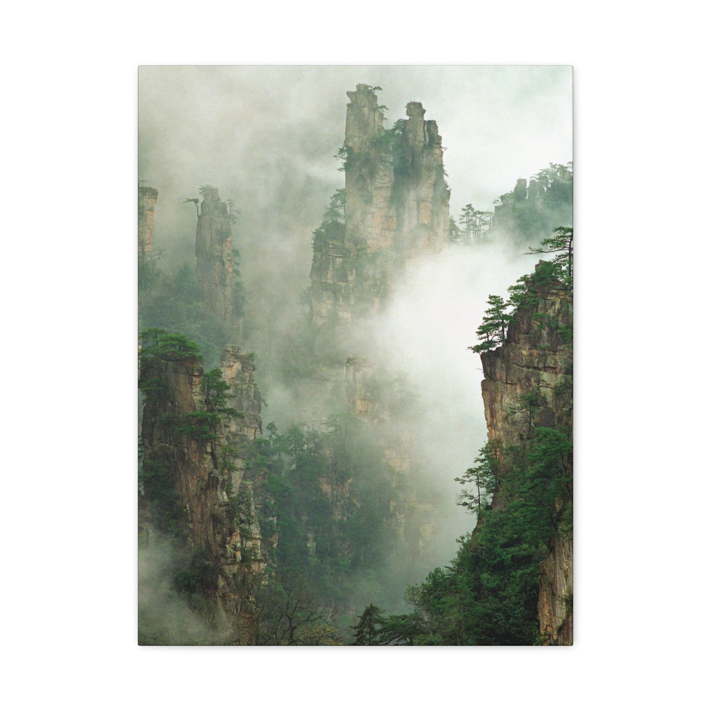 Forest, Matte Canvas, Stretched, 1.25"