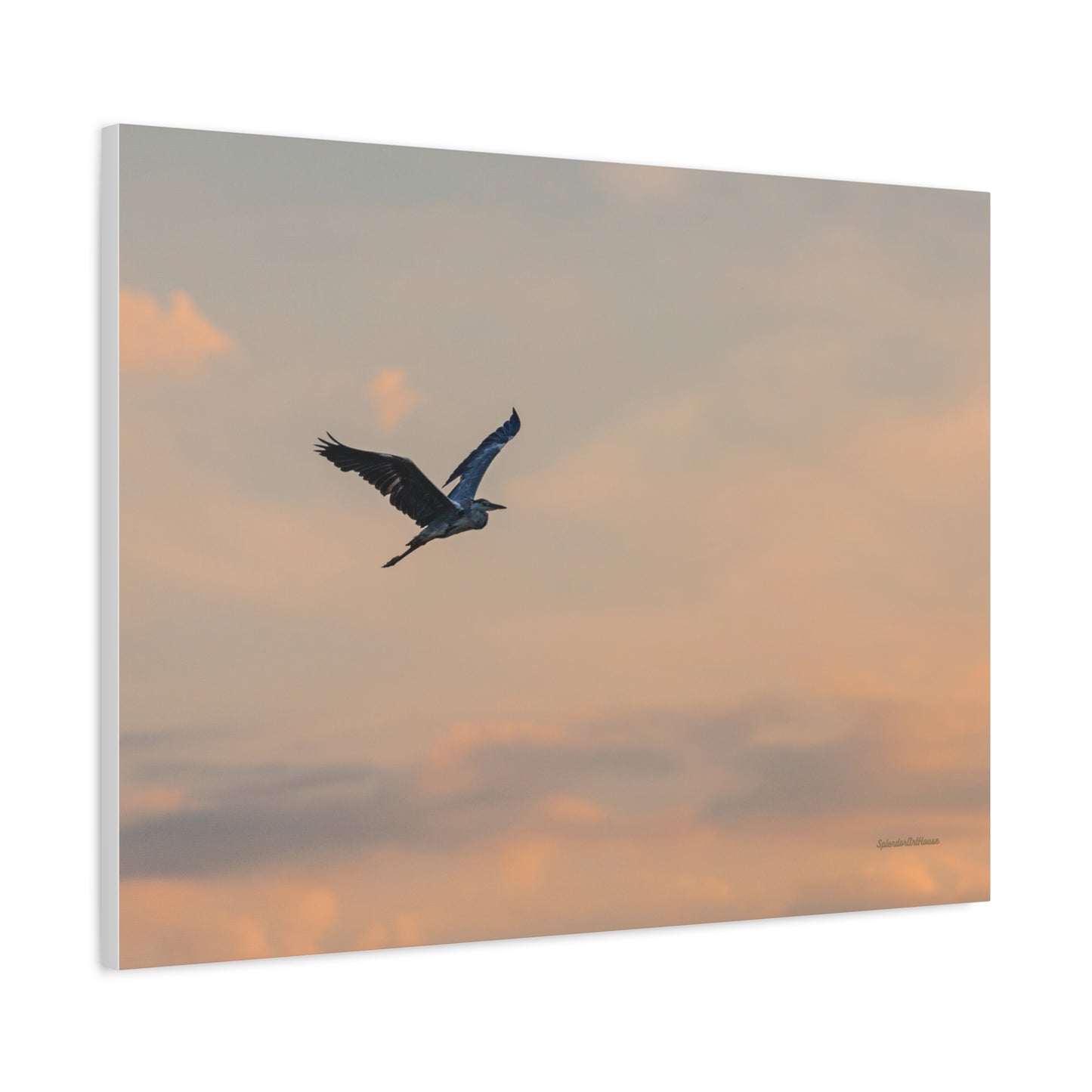 Bird, Matte Canvas, Stretched, 1.25"