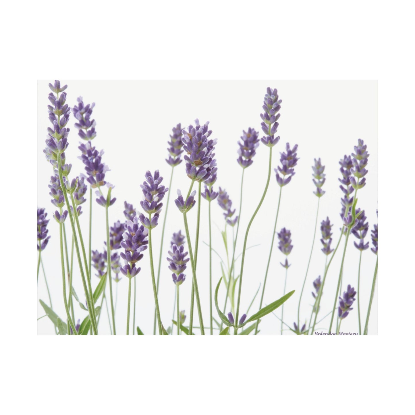 Floral, Matte Poster