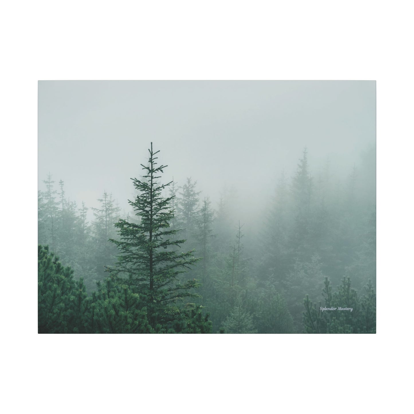 Forest Trees, Matte Canvas, Stretched, 0.75"