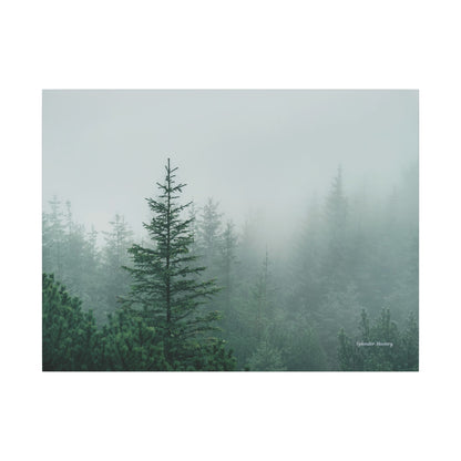 Forest Trees, Matte Canvas, Stretched, 0.75"