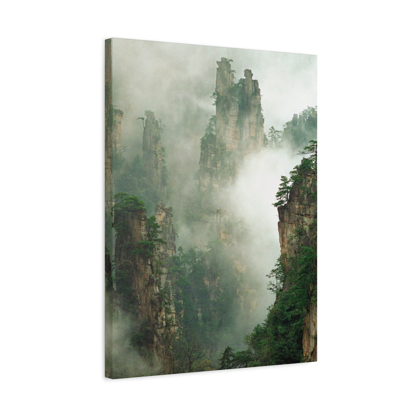 Forest, Matte Canvas, Stretched, 1.25"