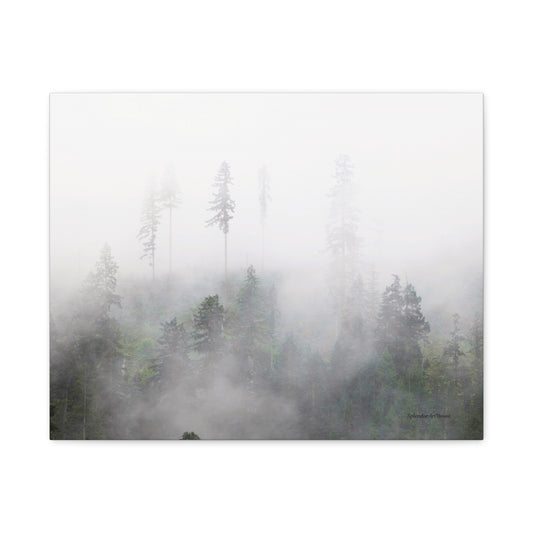 Forest, Matte Canvas, Stretched, 1.25"