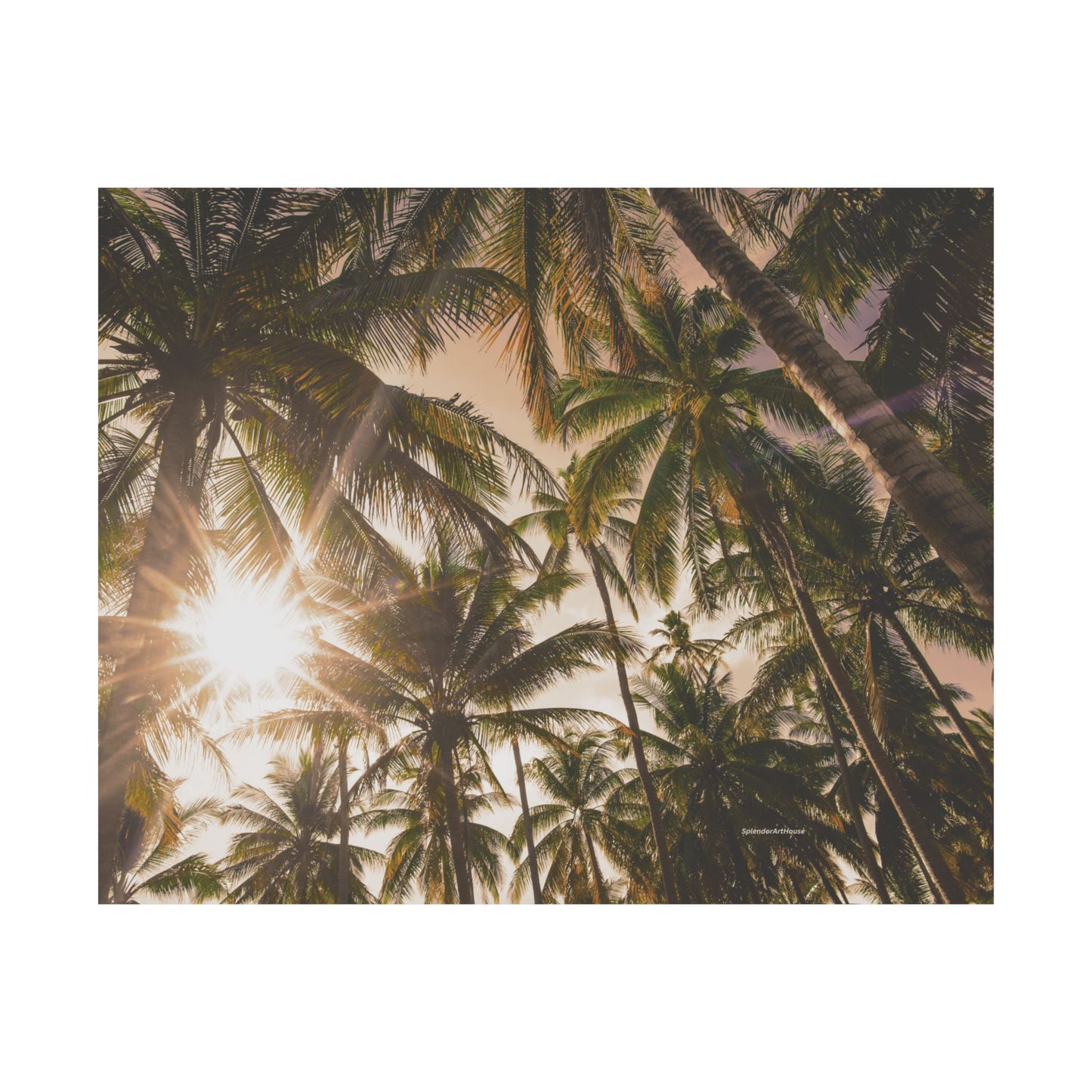 Palm Trees, Matte Horizontal Poster