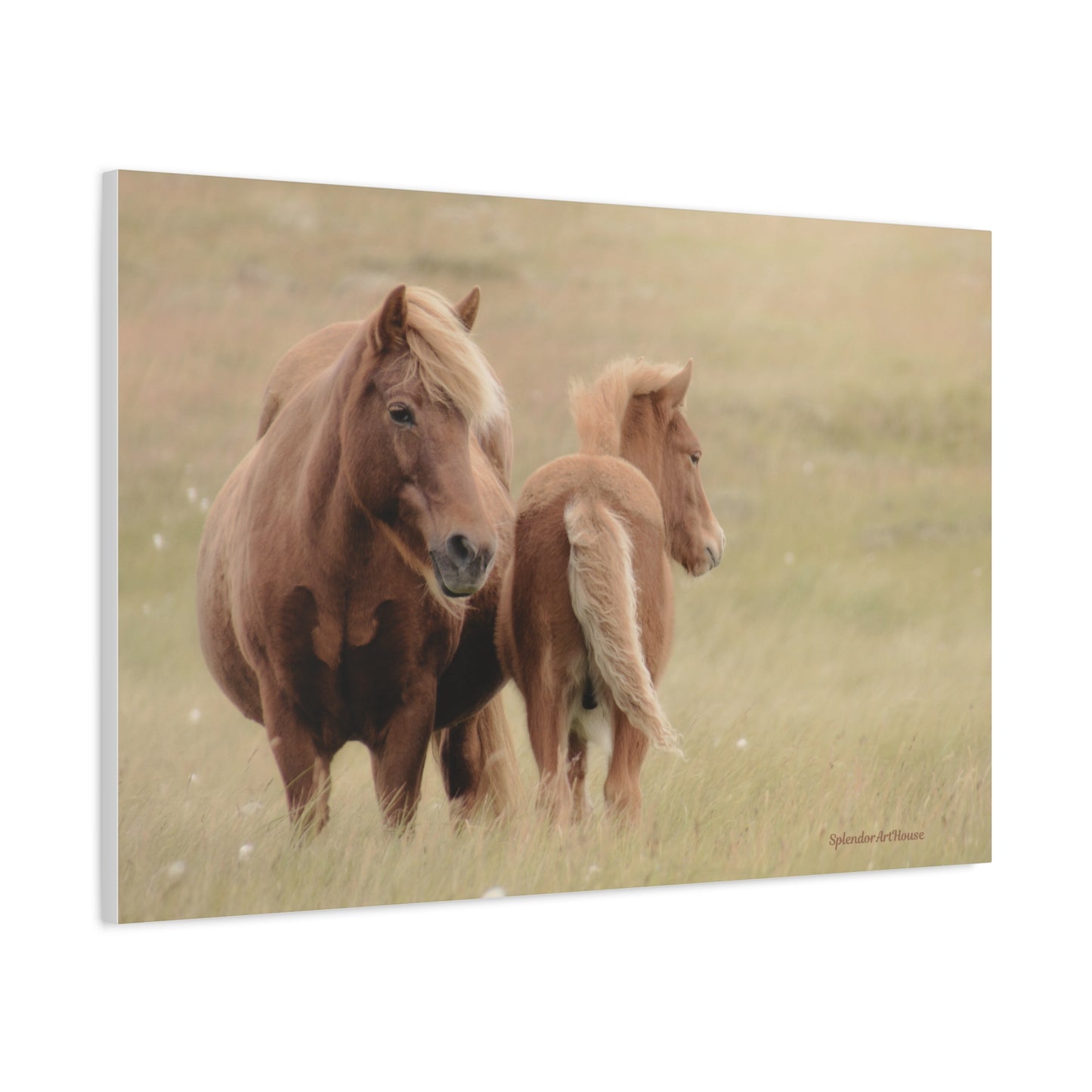 Wild Horses, Matte Canvas, Stretched, 1.25"