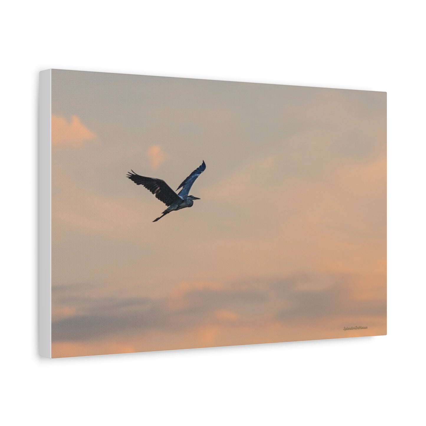 Bird, Matte Canvas, Stretched, 1.25"