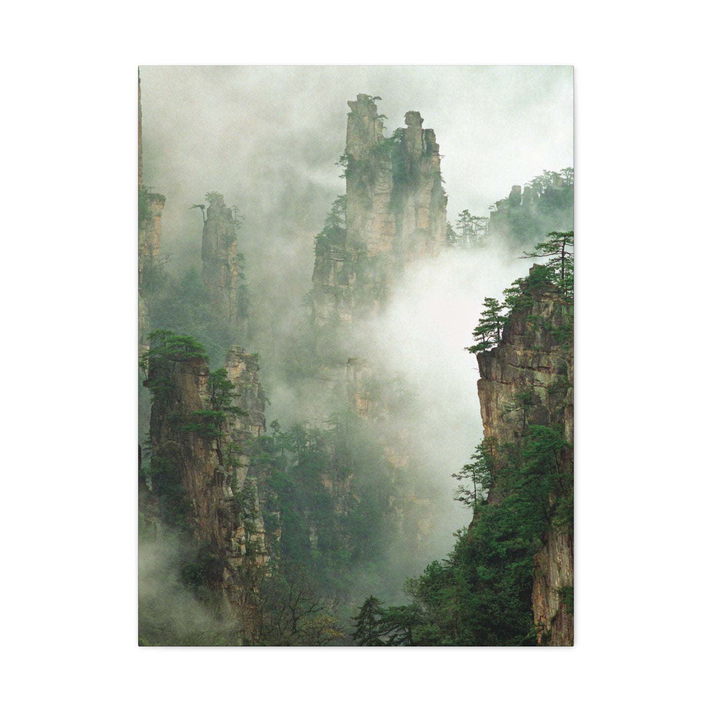 Forest, Matte Canvas, Stretched, 1.25"