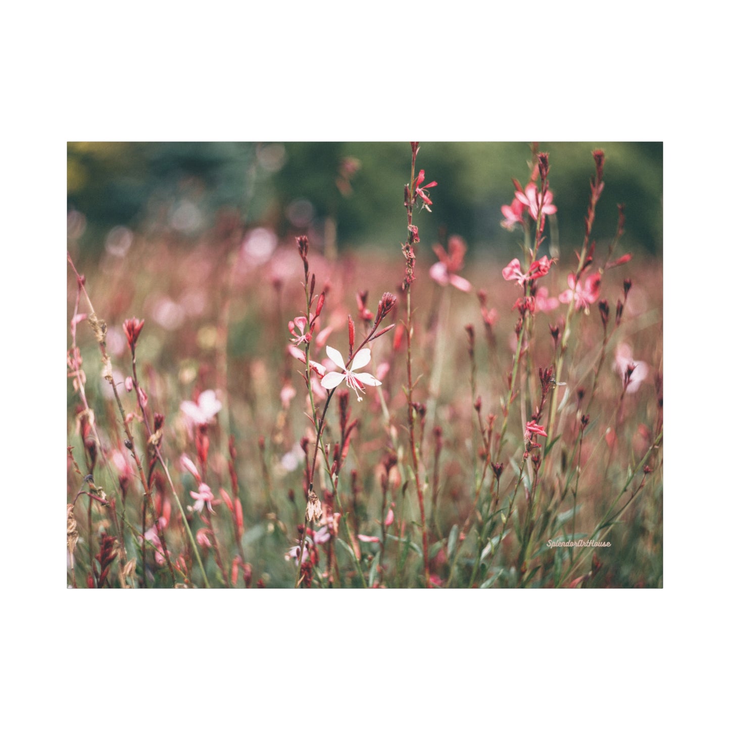 Floral, Matte Canvas, Stretched, 1.25"