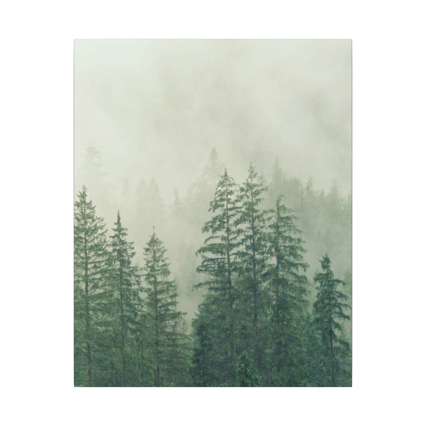 Forest Trees, Matte Canvas, Stretched, 0.75"