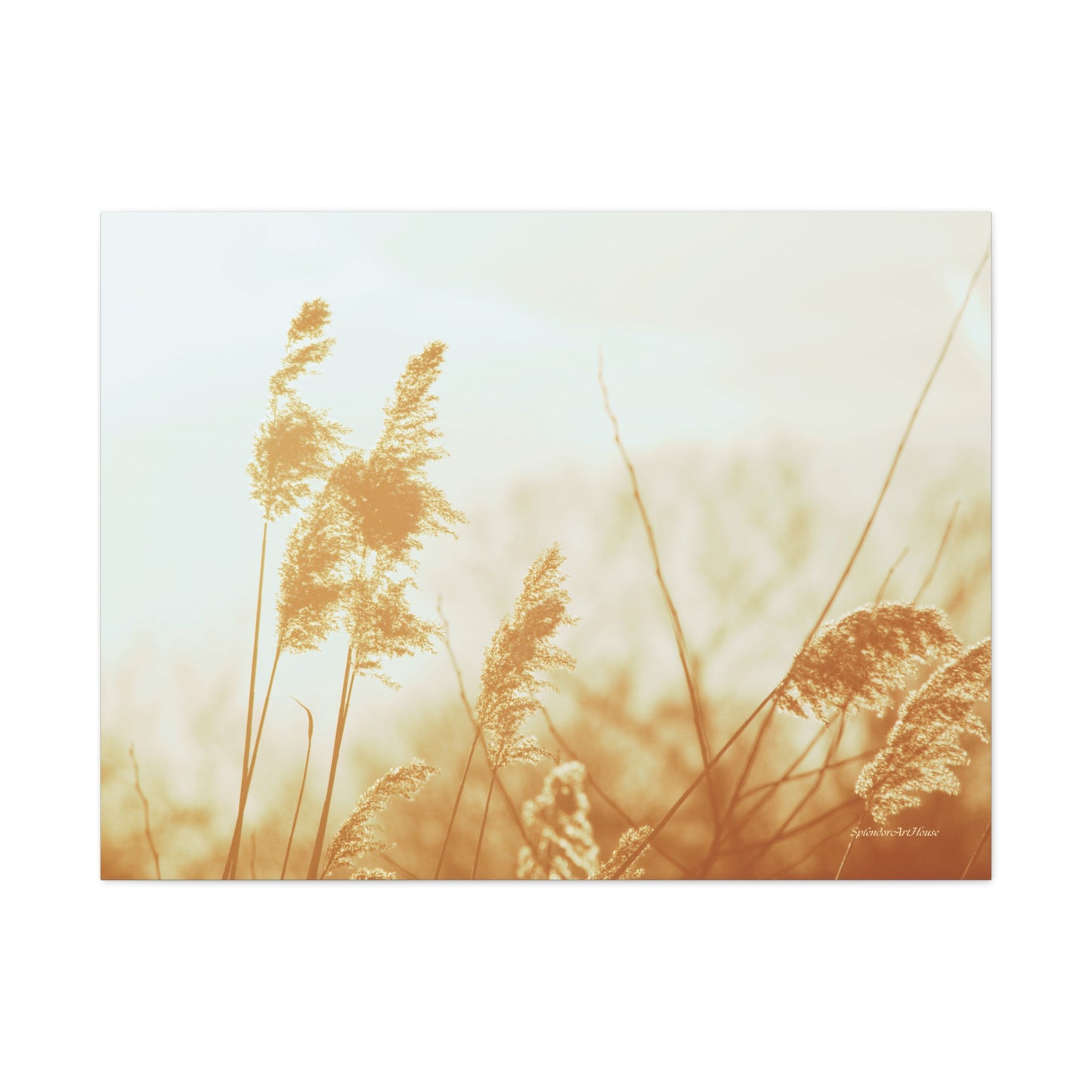 Grass, Matte Canvas, Stretched, 1.25"