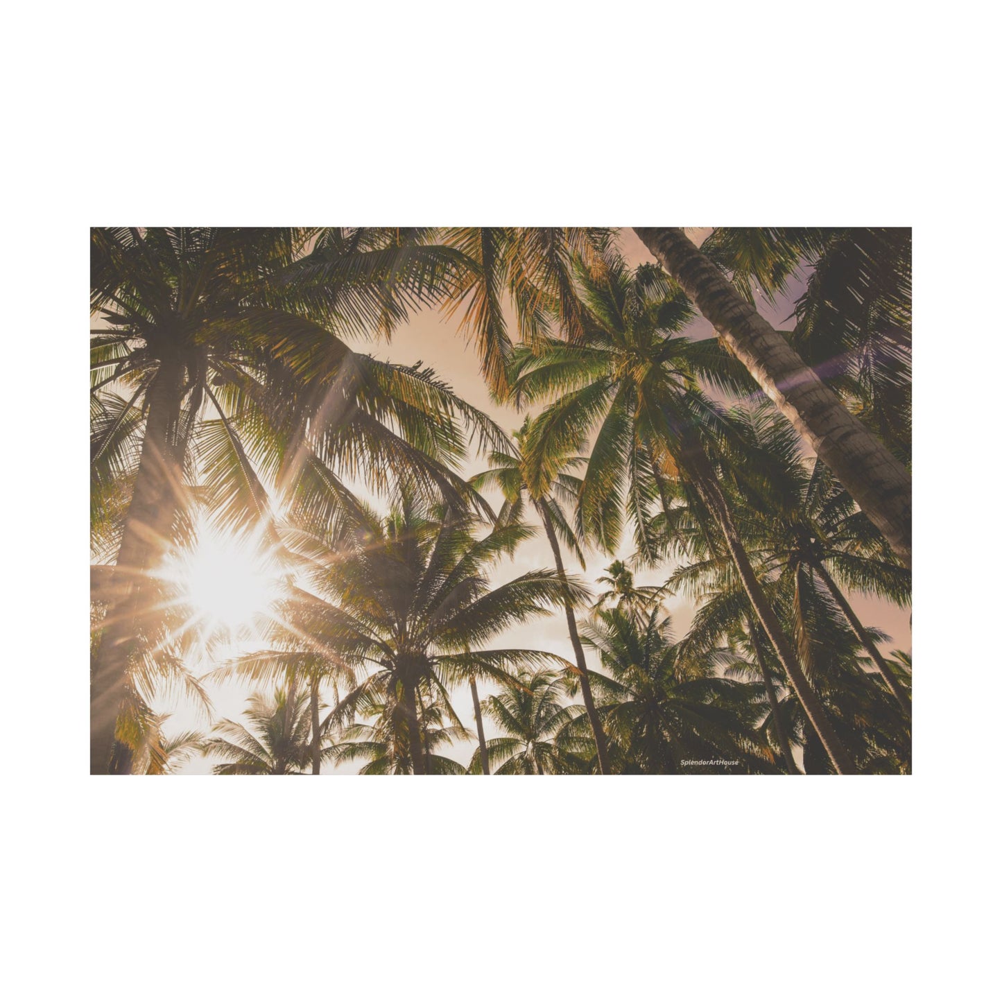 Palm Trees, Matte Horizontal Poster