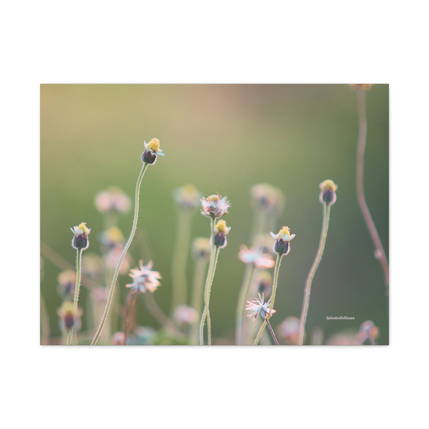 Floral, Matte Canvas, Stretched, 1.25"