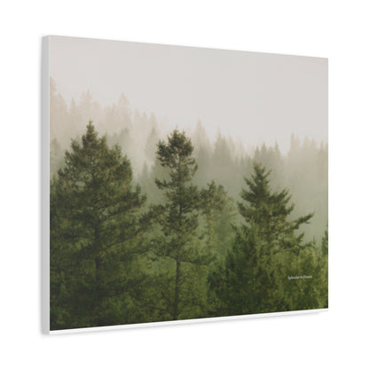 Forest, Matte Canvas, Stretched, 1.25"