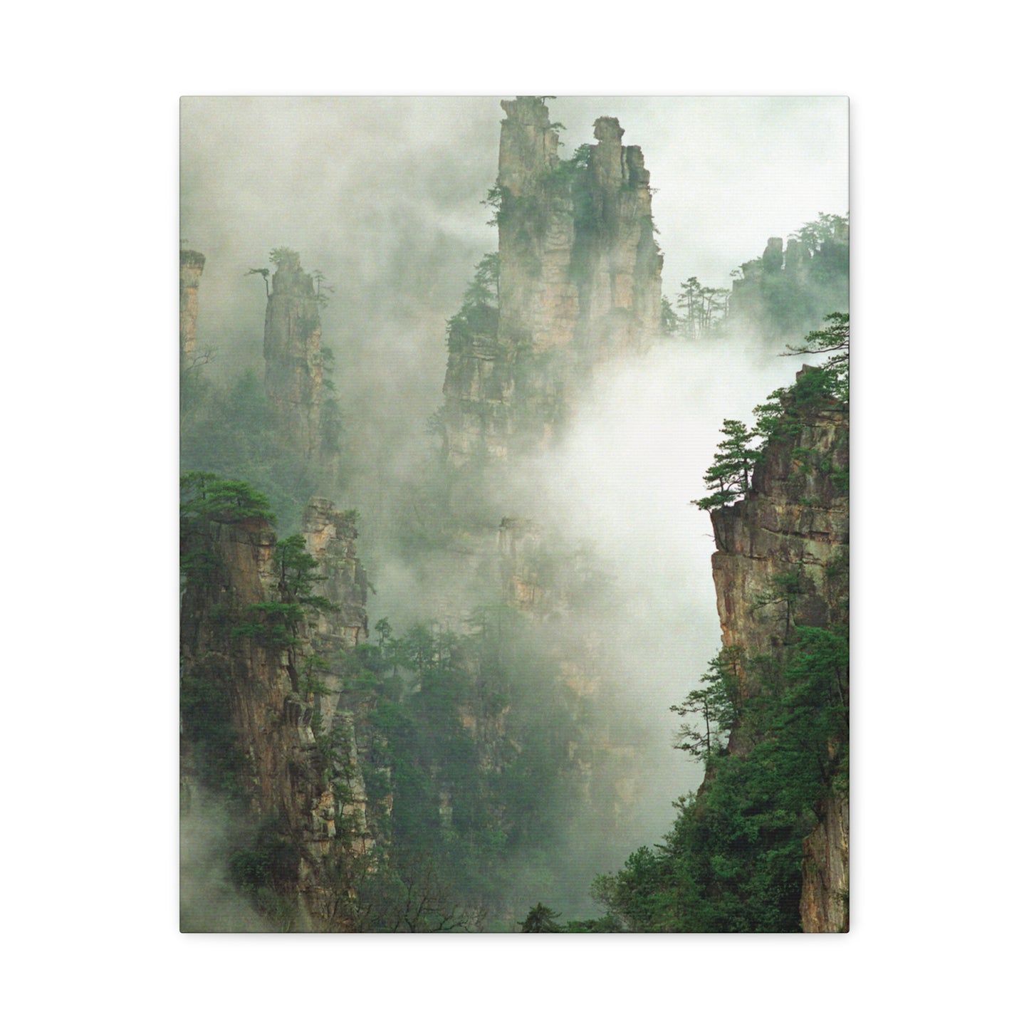 Forest, Matte Canvas, Stretched, 1.25"