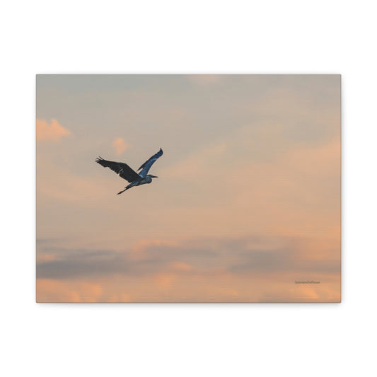 Bird, Matte Canvas, Stretched, 1.25"