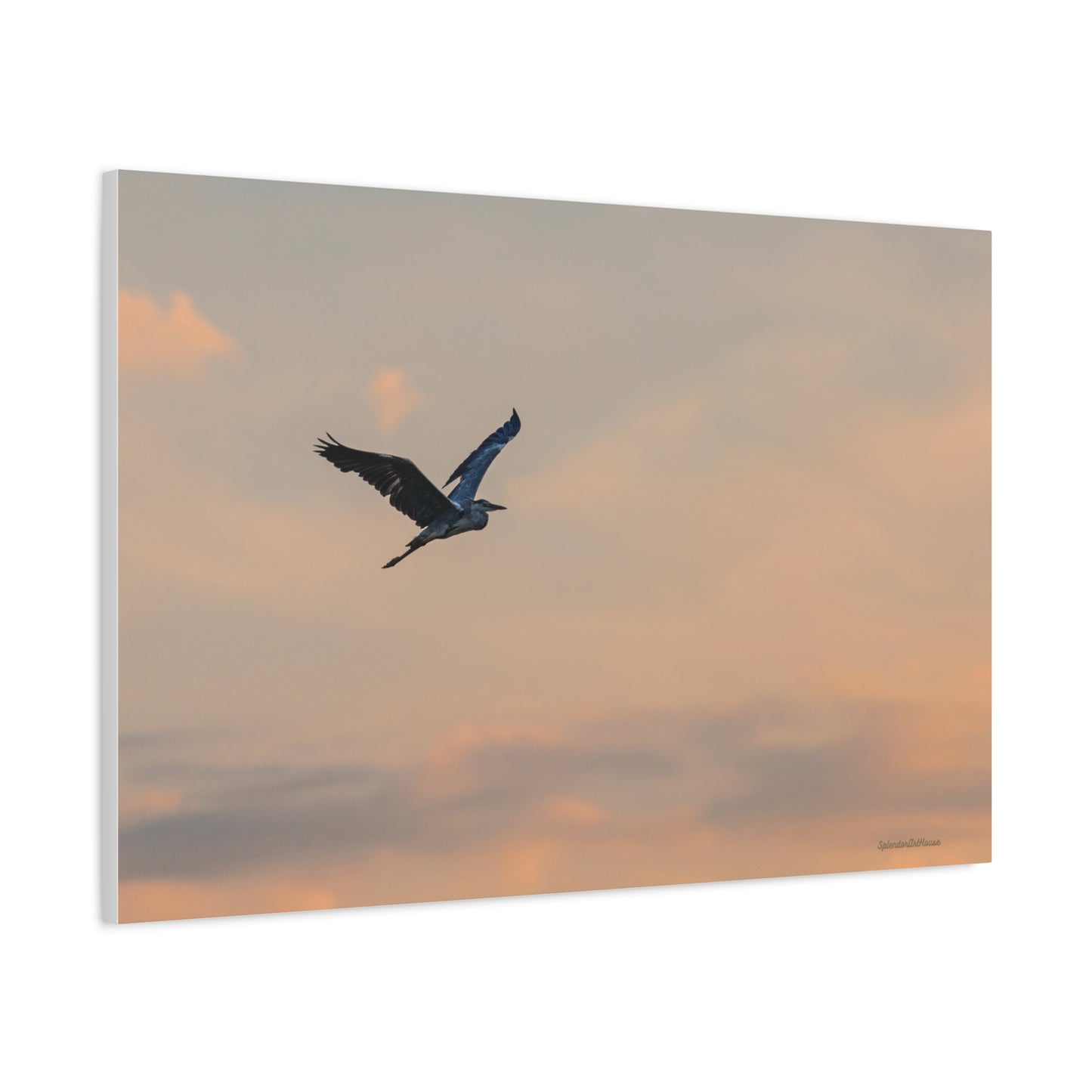 Bird, Matte Canvas, Stretched, 1.25"