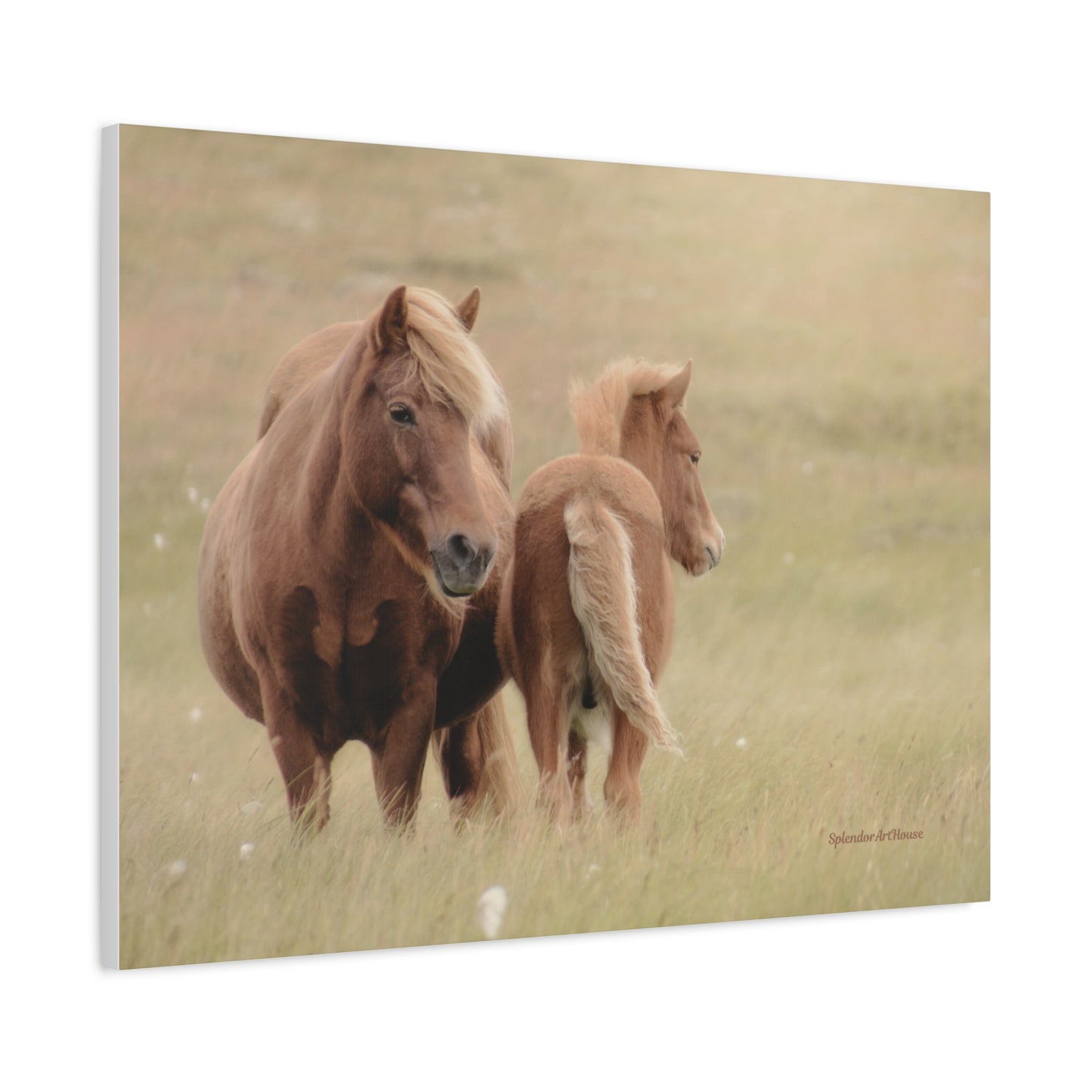 Wild Horses, Matte Canvas, Stretched, 1.25"