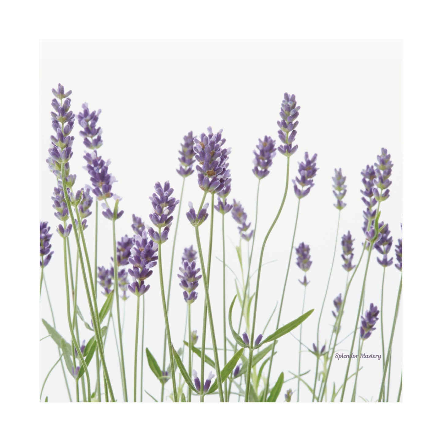 Floral, Matte Poster