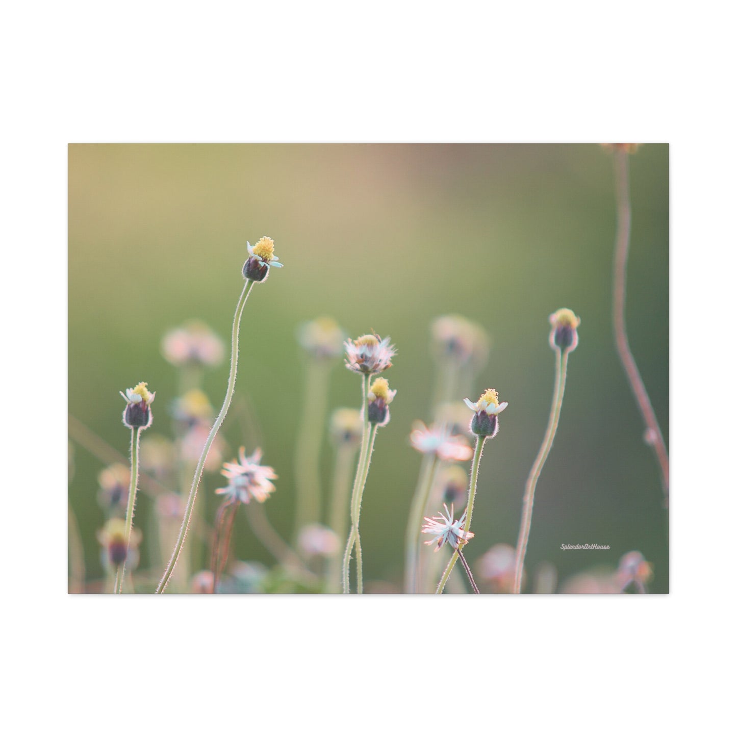 Floral, Matte Canvas, Stretched, 1.25"