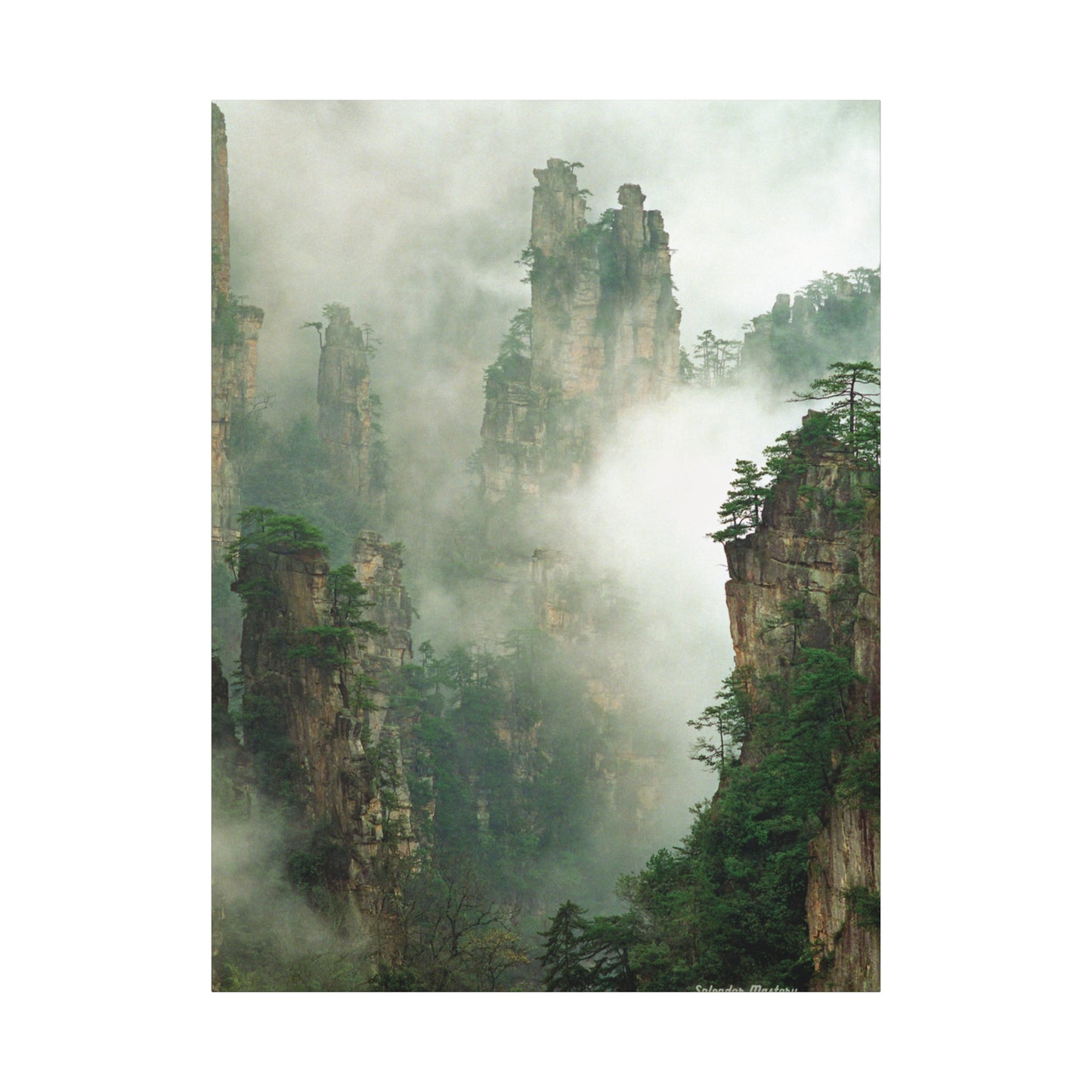 Forest, Matte Canvas, Stretched, 1.25"