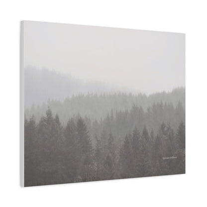 Forest, Matte Canvas, Stretched, 1.25"