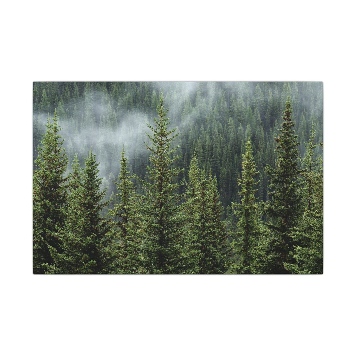 Trees, Matte Canvas, Stretched, 0.75"