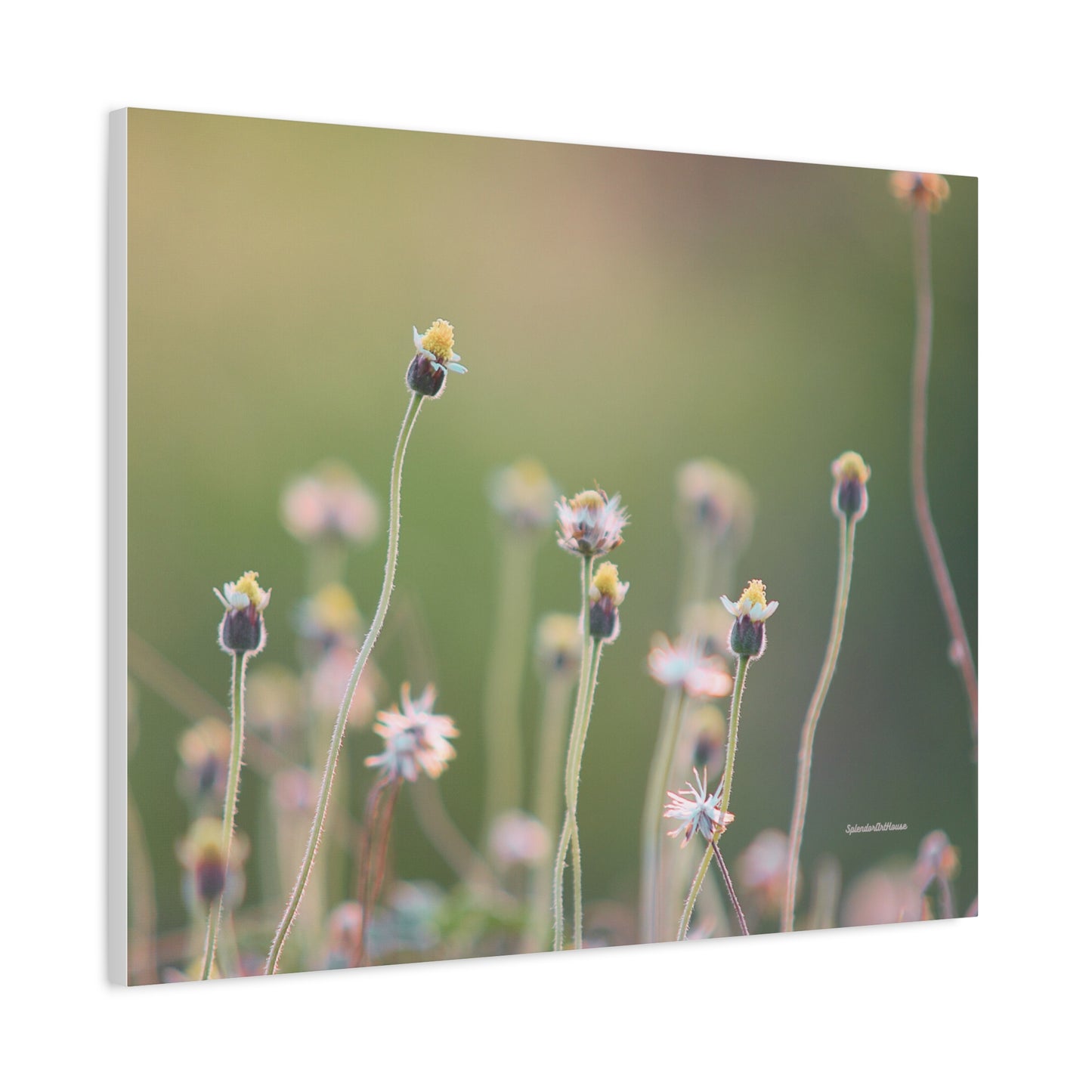 Floral, Matte Canvas, Stretched, 1.25"
