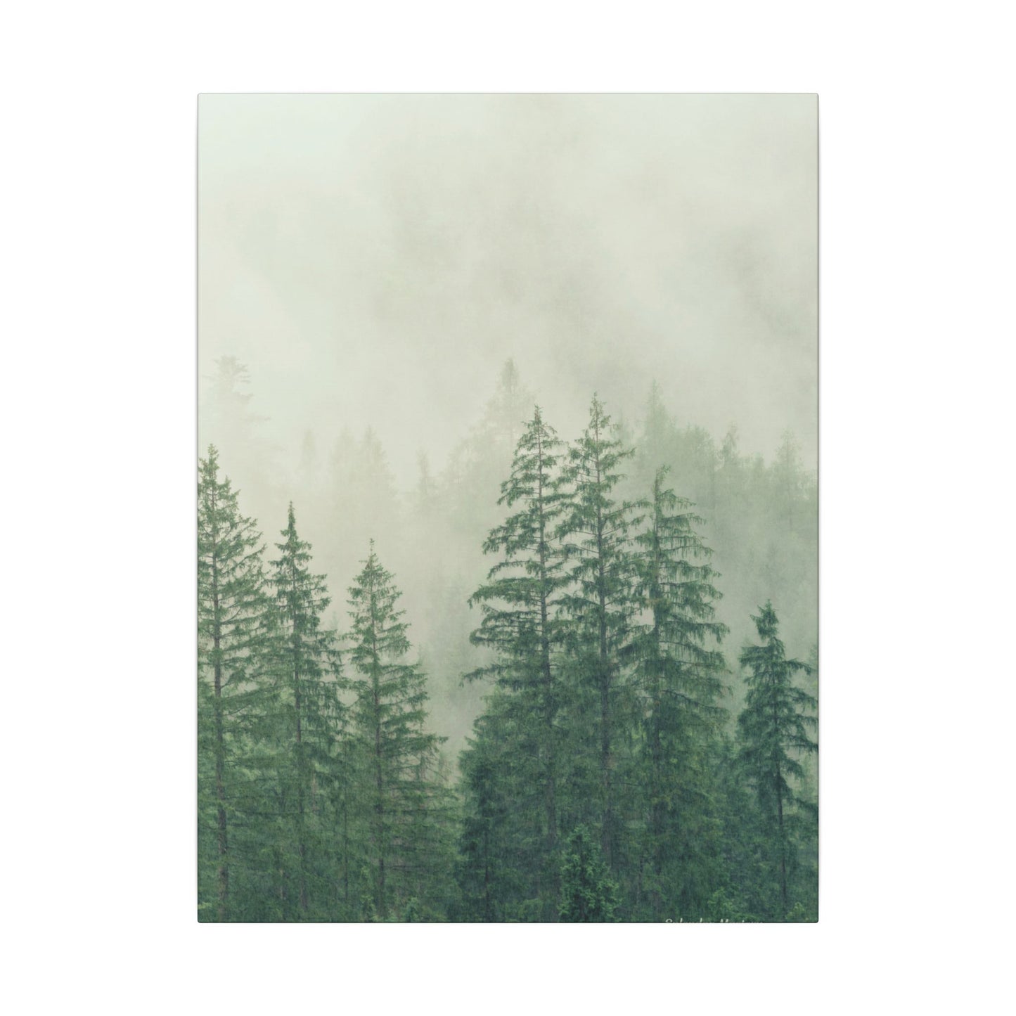 Forest Trees, Matte Canvas, Stretched, 0.75"