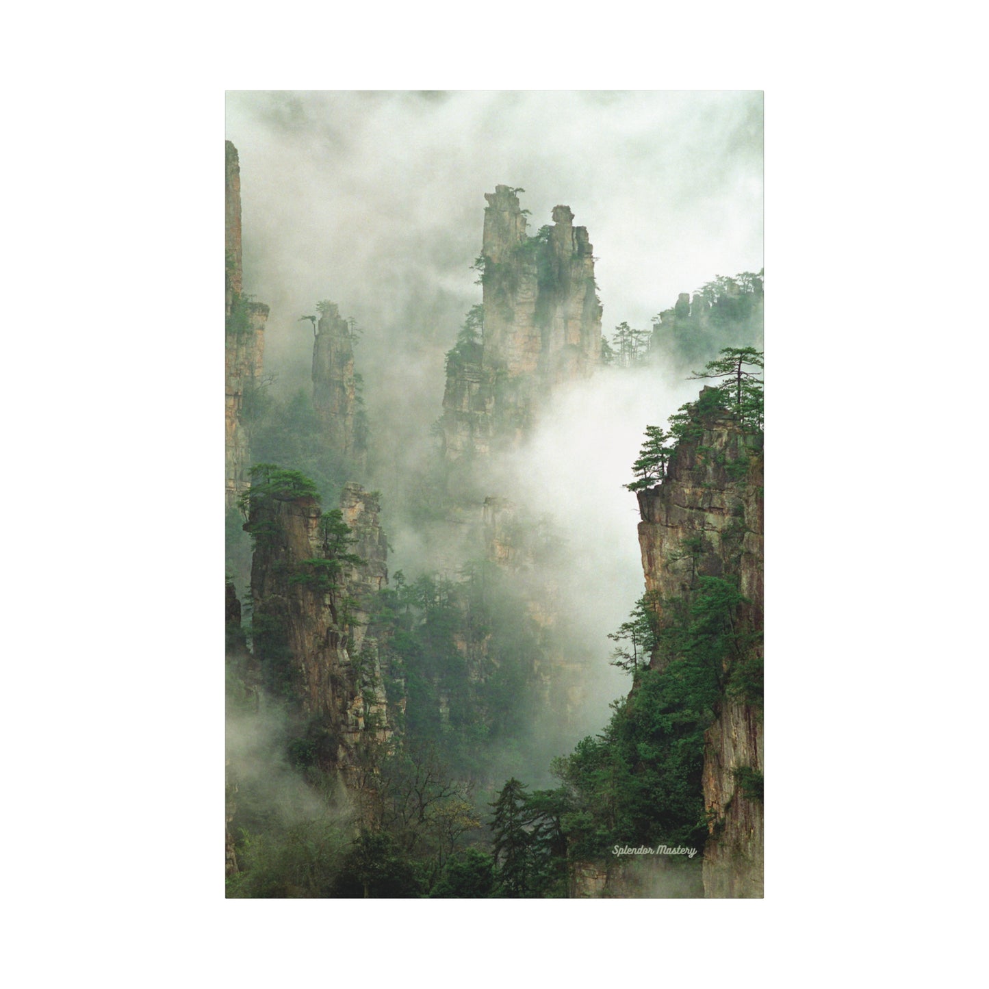 Forest, Matte Canvas, Stretched, 1.25"