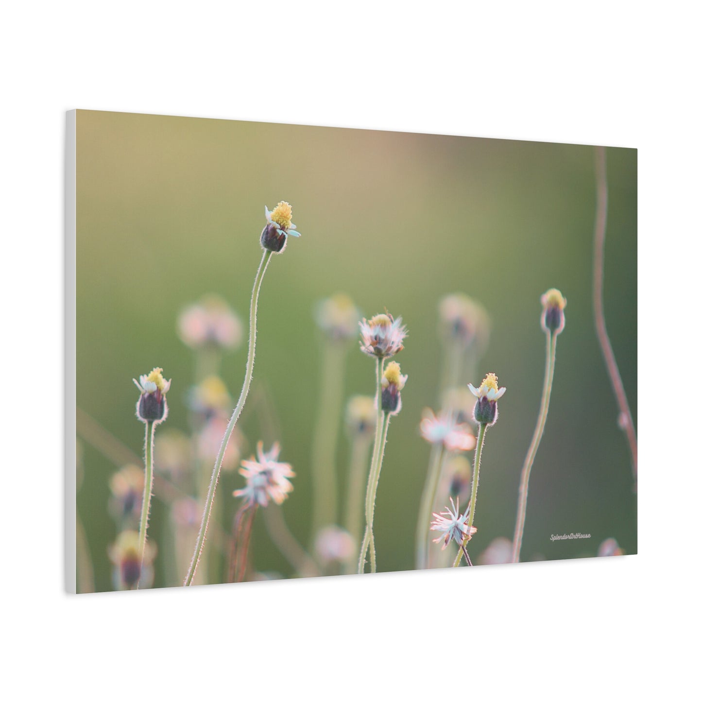 Floral, Matte Canvas, Stretched, 1.25"