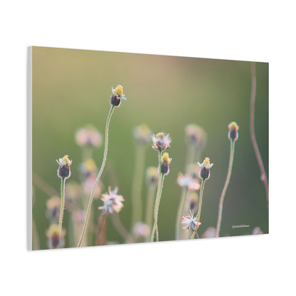 Floral, Matte Canvas, Stretched, 1.25"