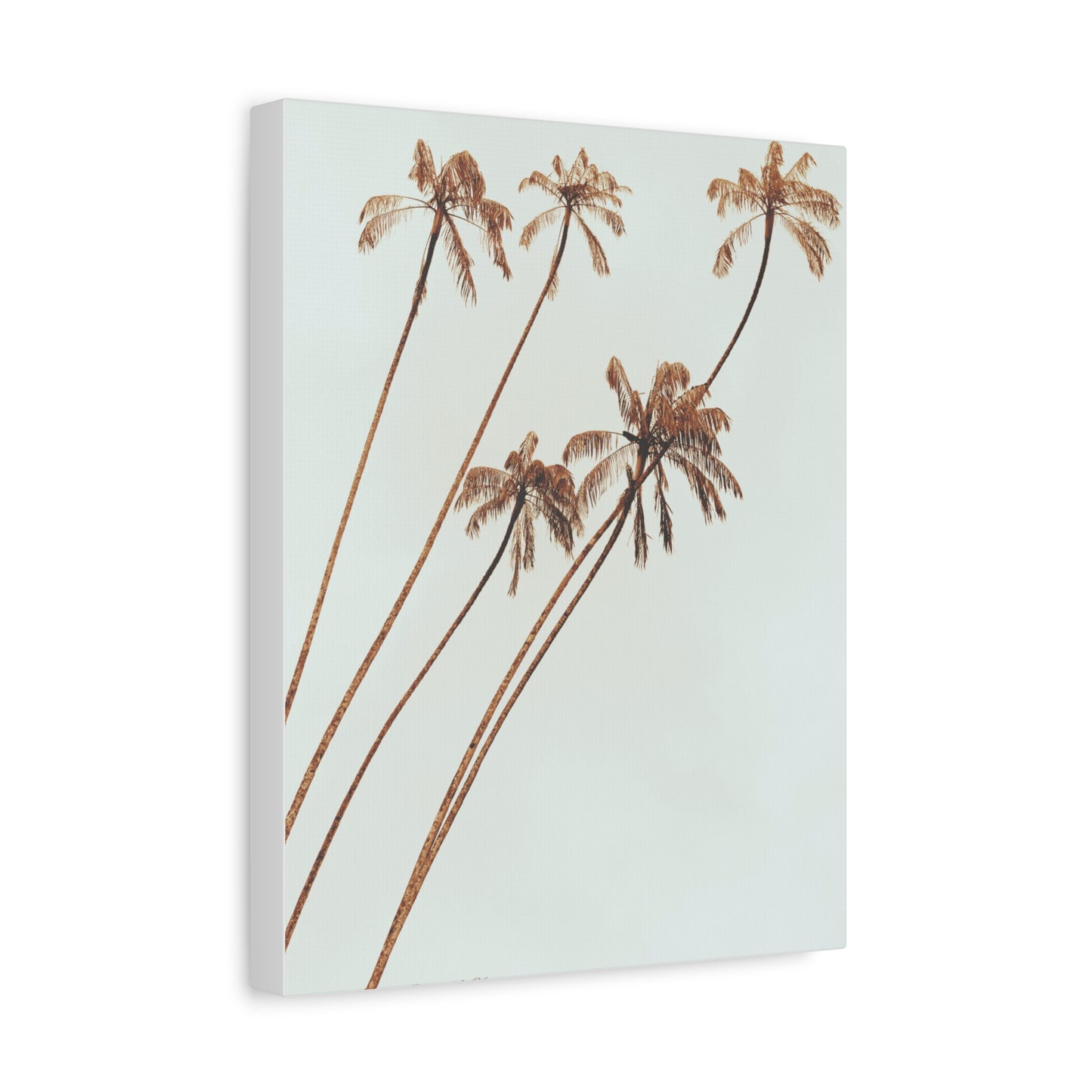 Palm Tree, Matte Canvas, Stretched, 1.25"