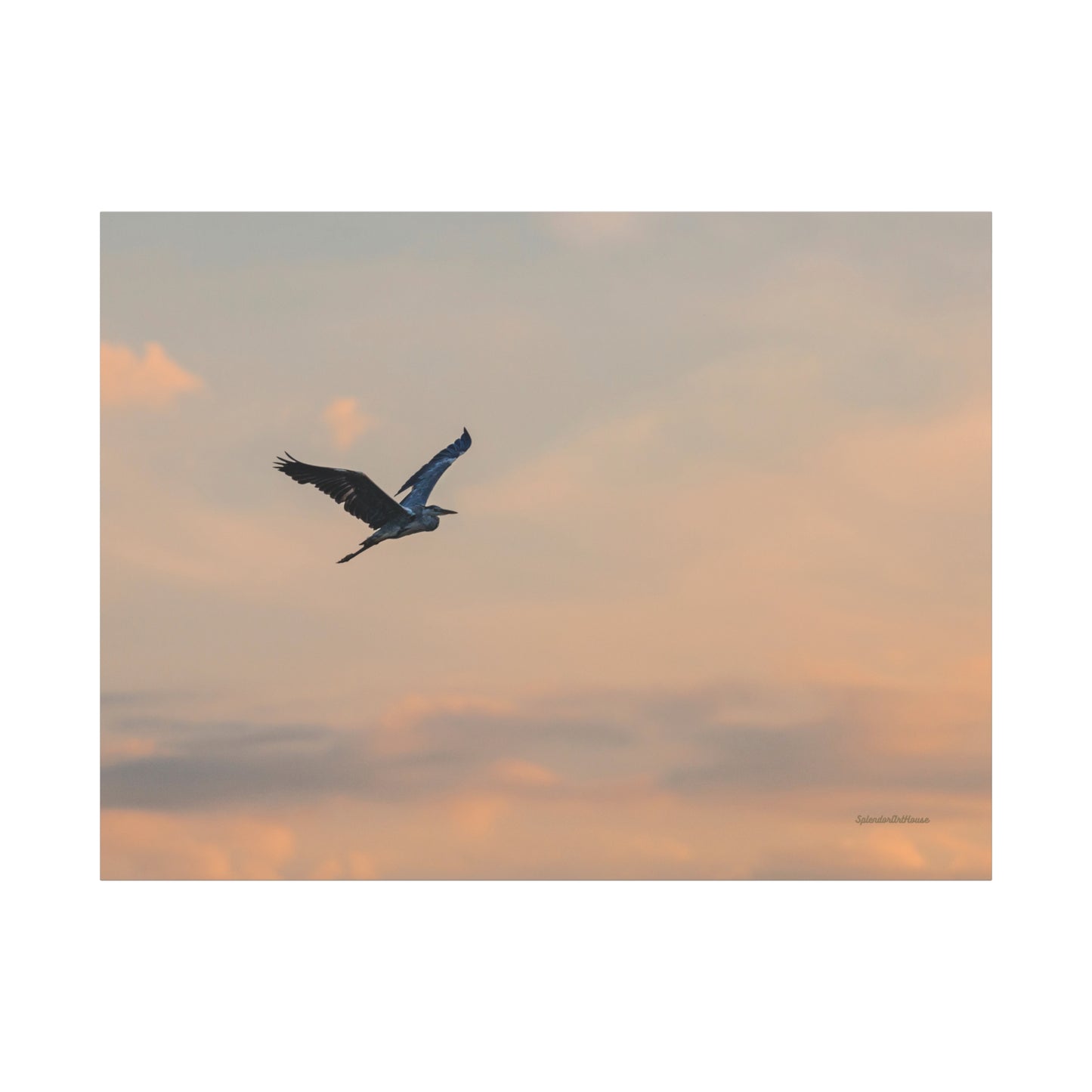 Bird, Matte Canvas, Stretched, 1.25"