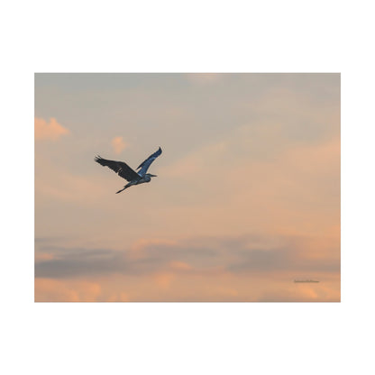 Bird, Matte Canvas, Stretched, 1.25"
