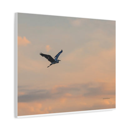 Bird, Matte Canvas, Stretched, 1.25"