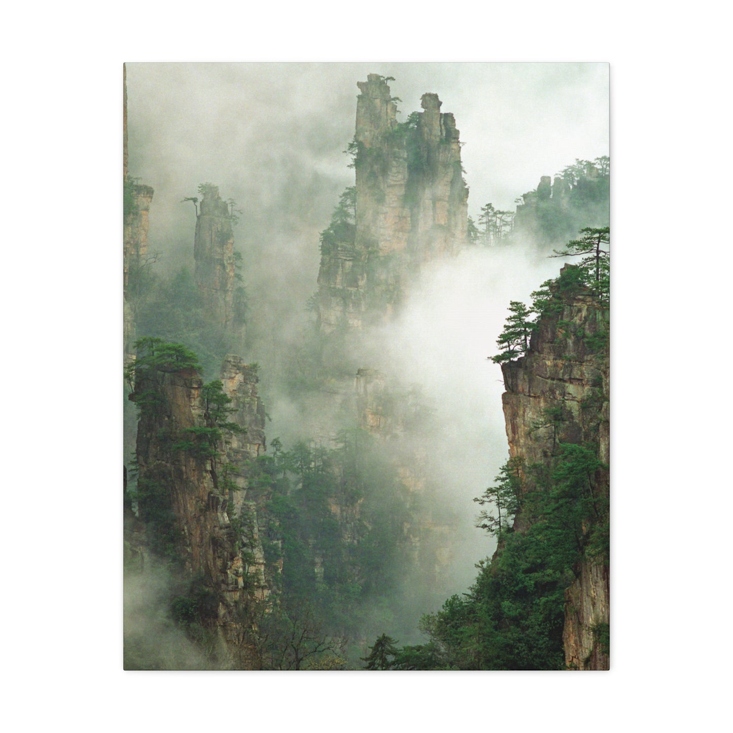 Forest, Matte Canvas, Stretched, 1.25"