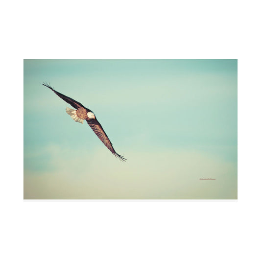 Bird, Matte Horizontal Poster