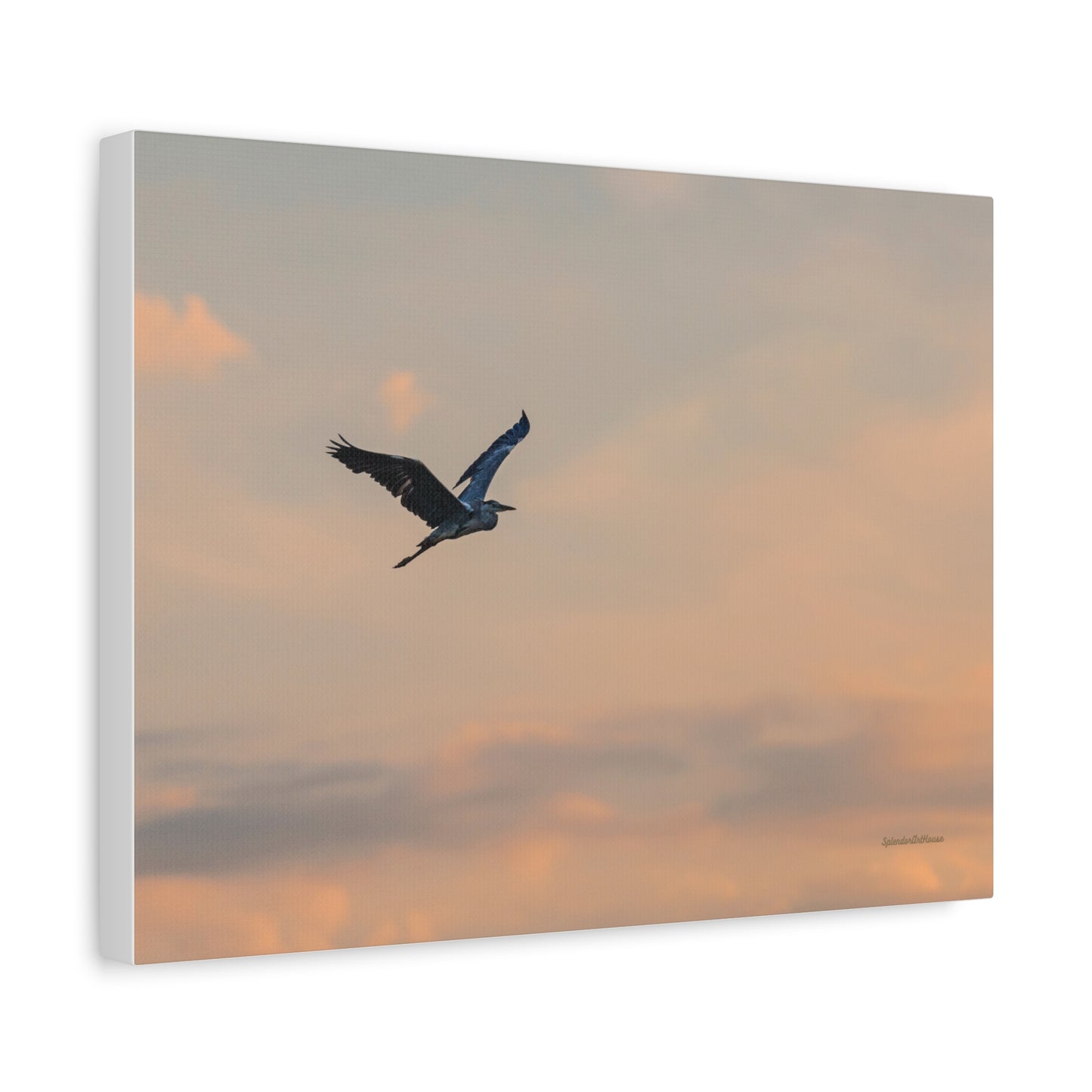 Bird, Matte Canvas, Stretched, 1.25"