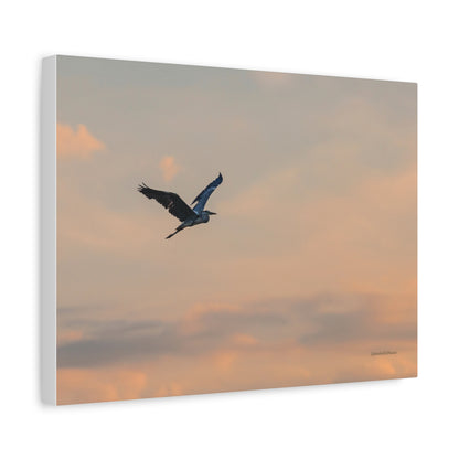 Bird, Matte Canvas, Stretched, 1.25"