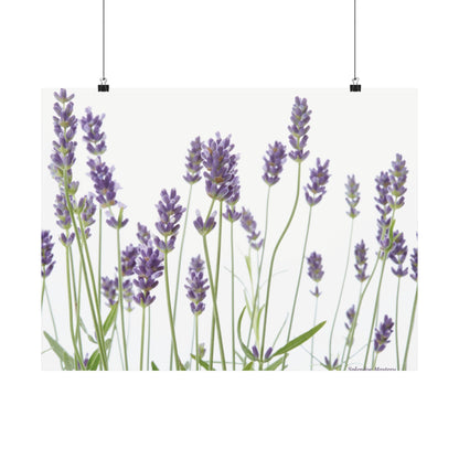 Floral, Matte Poster