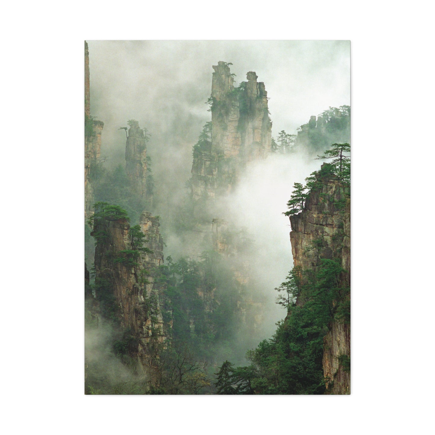 Forest, Matte Canvas, Stretched, 1.25"