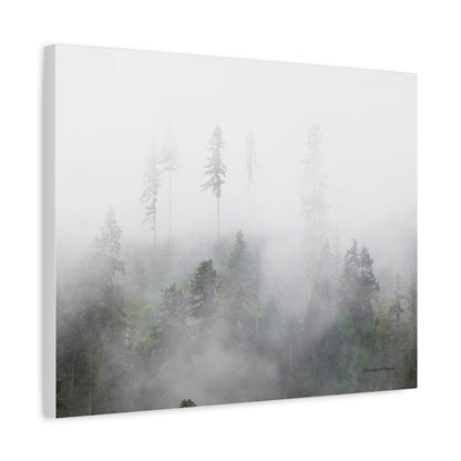 Forest, Matte Canvas, Stretched, 1.25"