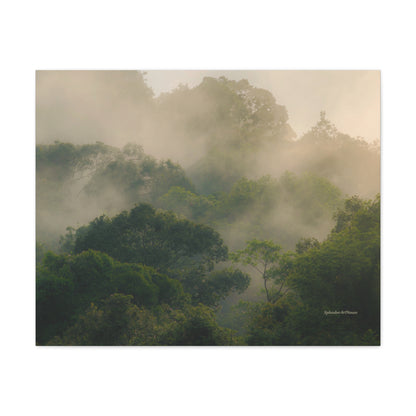 Forest, Matte Canvas, Stretched, 1.25"